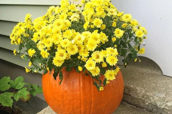 Pumpkin DIY Flower Vase Pumpkin DIY Flower Vase