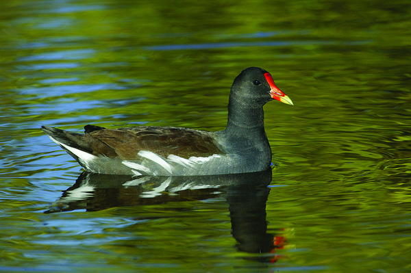 Photography by Arthur Morris-Birds as Art