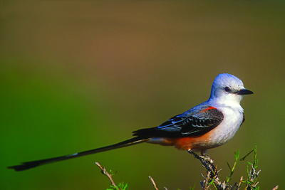 Photography by Gary Kramer net