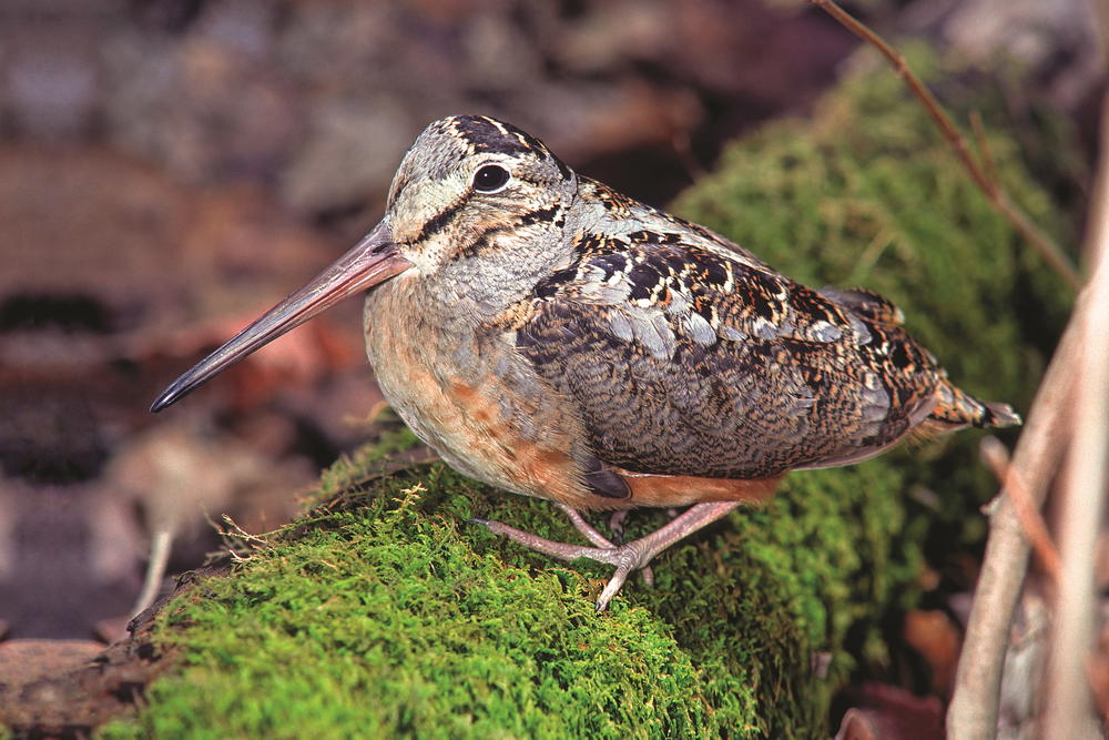 American Woodcock | wildfowl-carving.com