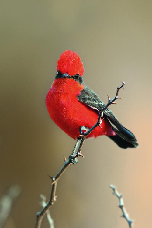 Photography by Dave and Steve Maslowski