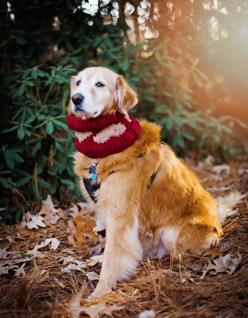 My Furry Valentine My Furry Valentine