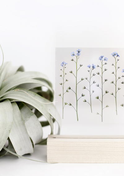 Blooming Pressed Flower Craft Blooming Pressed Flower Craft