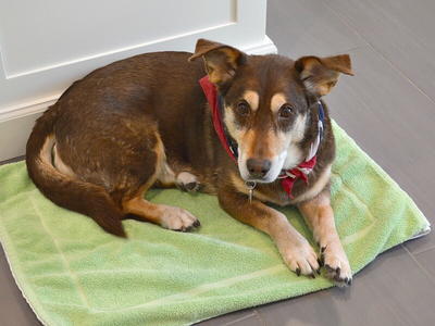 DIY Dog Cooling Mat DIY Dog Cooling Mat