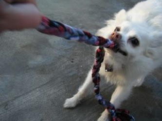 Easy Upcycled Dog Toy Easy Upcycled Dog Toy