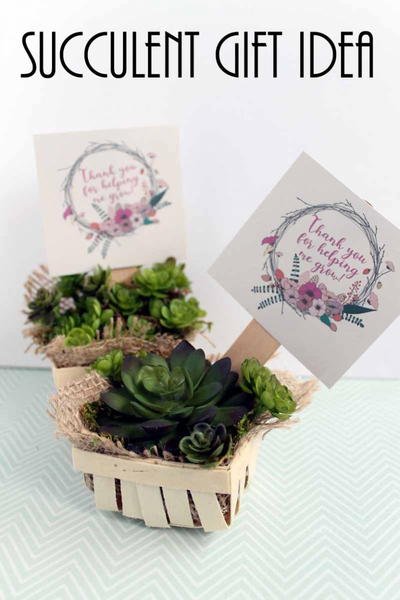 Succulent Gift Idea Succulent Gift Idea