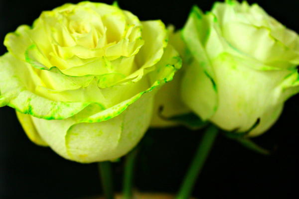 How to Dye Roses at Home How to Dye Roses at Home