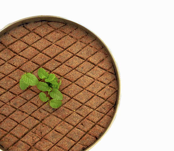 Pumpkin Kibbeh in a Tray Pumpkin Kibbeh in a Tray