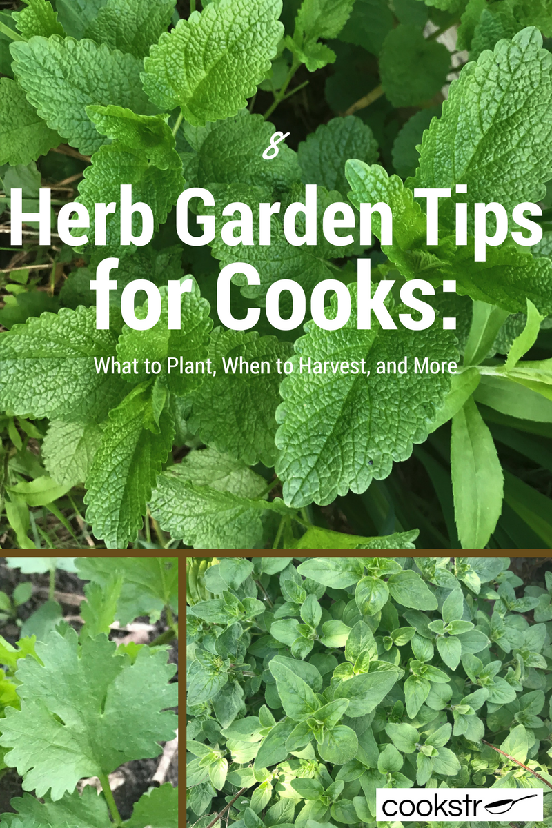 8 Herb Garden Tips For Cooks What To Plant When To Harvest And More Cookstr Com