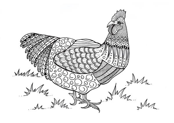 Colorful Chicken Adult Coloring Page Colorful Chicken Adult Coloring Page