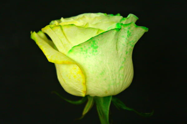 How to Dye Roses at Home How to Dye Roses at Home