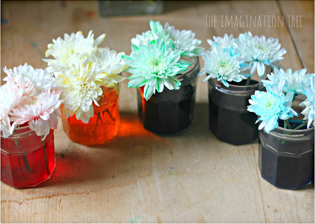 Amazing Color-Changing Flowers Experiment