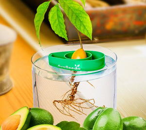Avo-Seedo Avocado Tree Growing Set Giveaway