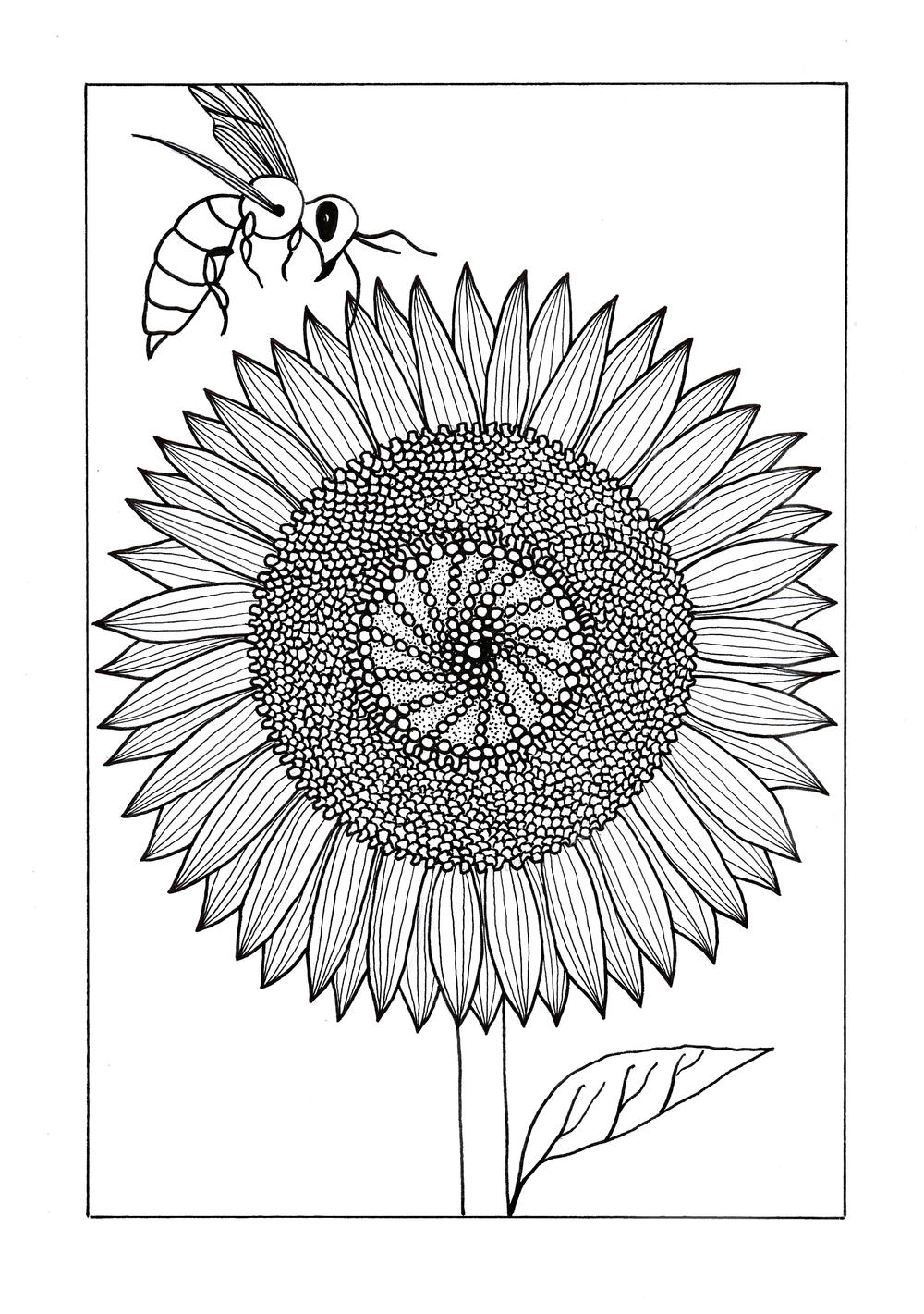 Vividly Intricate Sunflower Adult Coloring Page FaveCrafts Vividly Intricate Sunflower Adult Coloring Page FaveCrafts