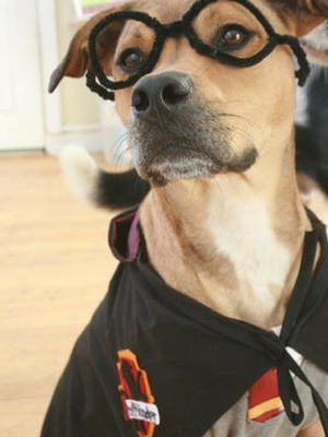 Harry Potter Dog Costume Harry Potter Dog Costume