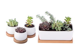 Succulent Planter Assortment Giveaway