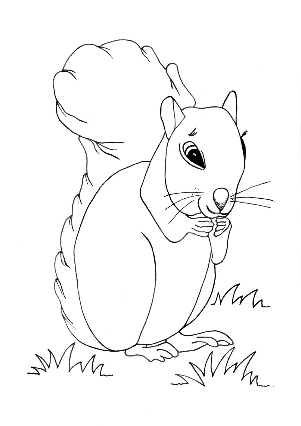 Cute Squirrel Coloring Page | AllFreeKidsCrafts.com
