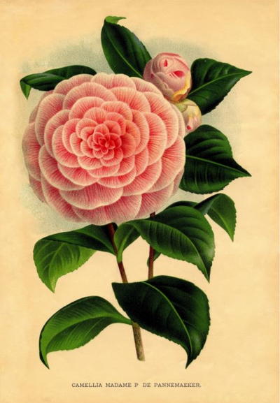 Victorian Pink Camellia Printable