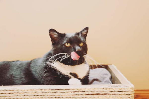 DIY Cat Bed with Sisal Rope DIY Cat Bed with Sisal Rope