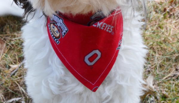 Dog Bandana Tutorial
