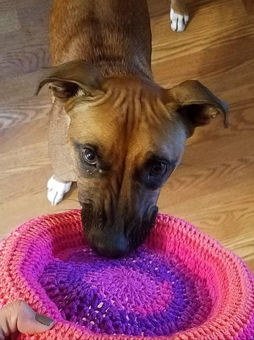 Crochet Frisbee Pattern for Pup or Tot Crochet Frisbee Pattern for Pup or Tot