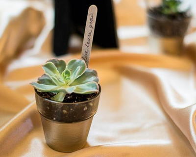 Rustic Succulent Wedding Favors