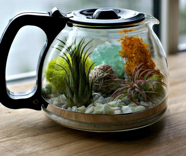 Coffee Pot Homemade Terrarium Coffee Pot Homemade Terrarium