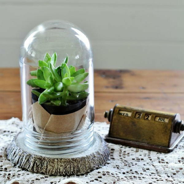 Wood Slice DIY Terrarium Wood Slice DIY Terrarium