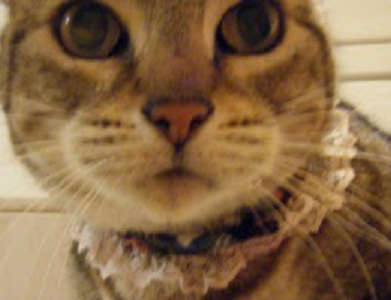 Snazzy Cat Collar