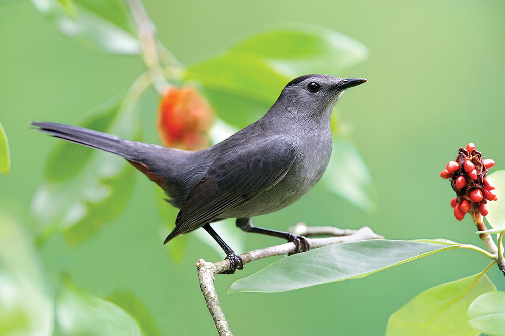 The Gray Catbird | wildfowl-carving.com