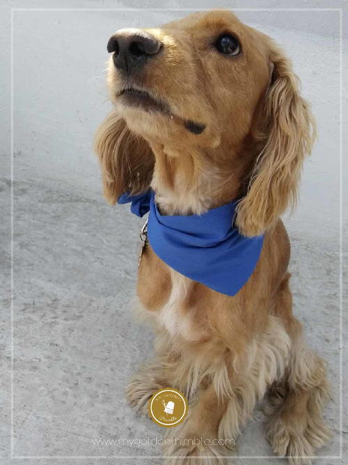 DIY Bandana for Dogs DIY Bandana for Dogs