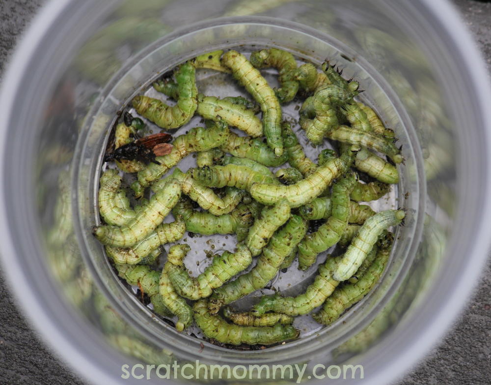 download get rid of cutworms download get rid of cutworms