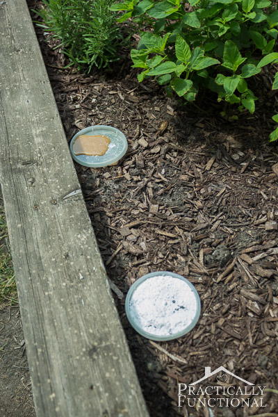 3-Ingredient DIY Ant Killer 3-Ingredient DIY Ant Killer