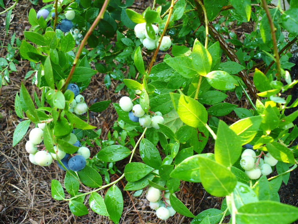 How To Grow Better Blueberries | DIYIdeaCenter.com