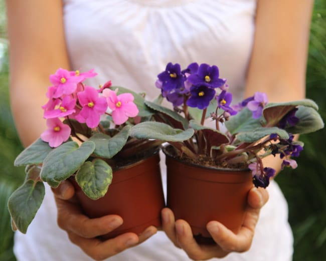 How To Grow African Violets From Leaf Cuttings 