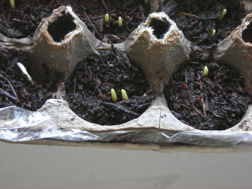 Easy Seed Starter Easy Seed Starter