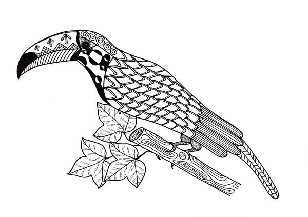 Toucan Coloring Page Toucan Coloring Page