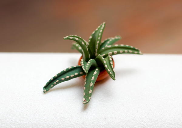 Miniature Cactus Fairy Garden Plants Miniature Cactus Fairy Garden Plants