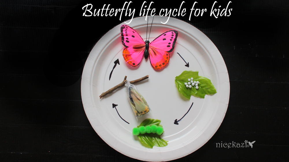 butterfly life cycle for kids metamorphosis favecrafts com