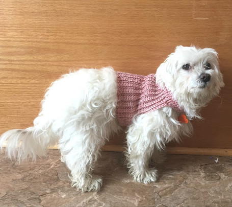 Diy Crochet Dog Sweater Allfreecrochet Com