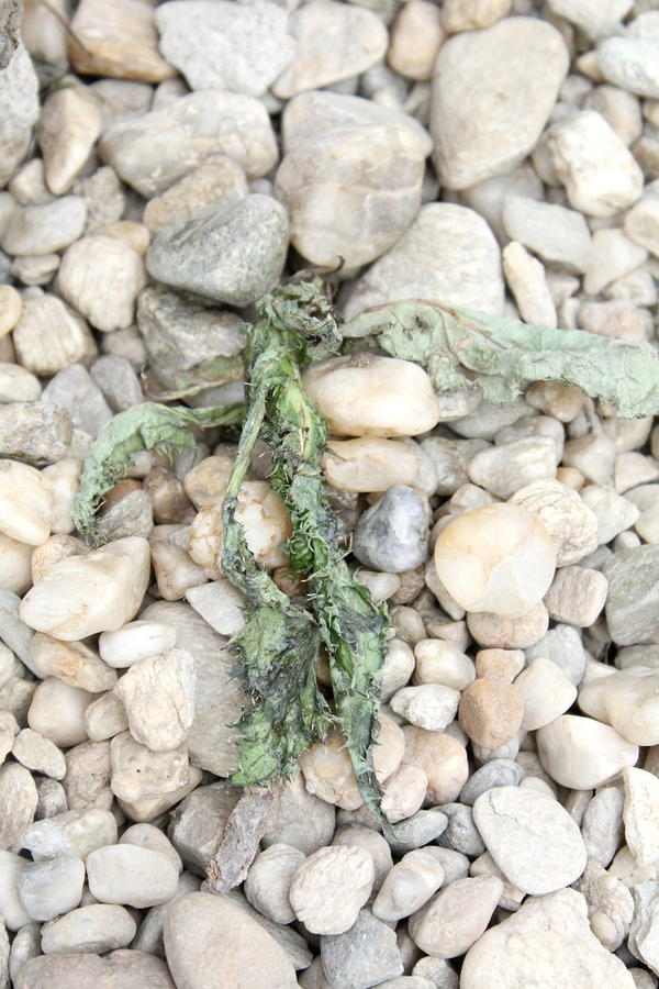 Vinegar Weed Killer Vinegar Weed Killer