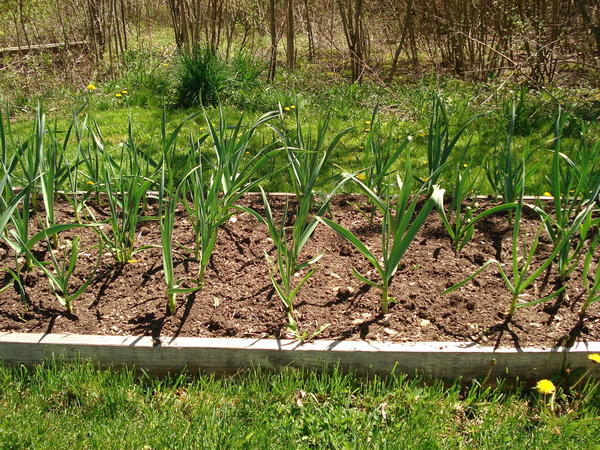 Re-Purposing Old Cloves How to Grow Garlic Re-Purposing Old Cloves How to Grow Garlic