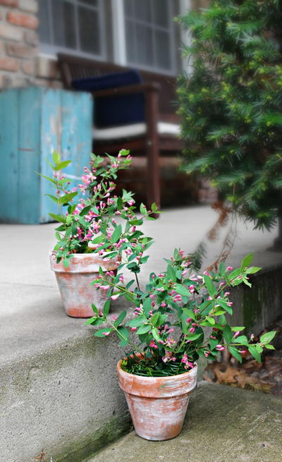 Aged Terracotta Pots