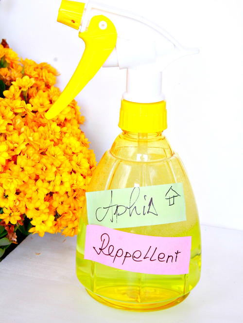 Natural Aphid Repellent Natural Aphid Repellent