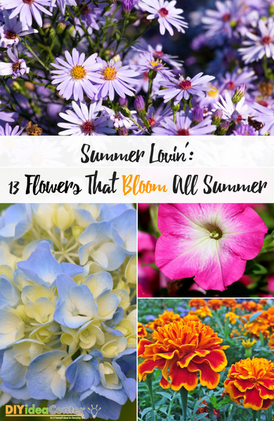 Flowers That Bloom All Summer Flowers That Bloom All Summer