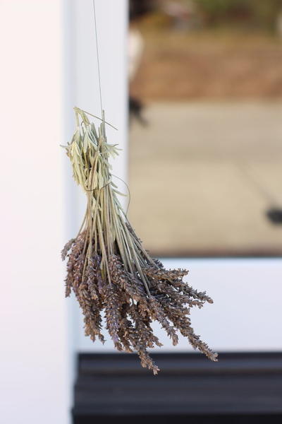Drying Lavender Tutorial Drying Lavender Tutorial