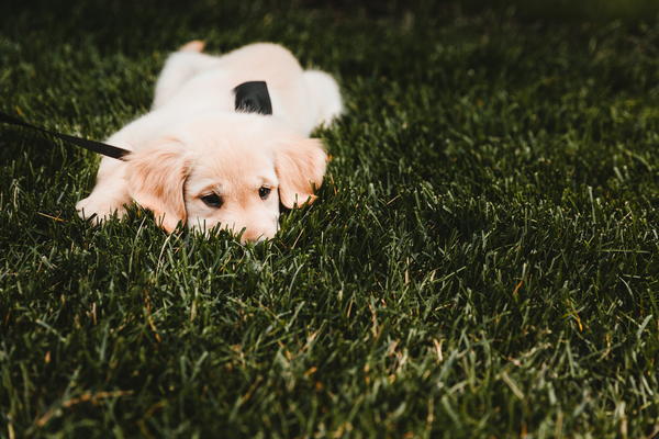 Lawn with golden retriever Lawn with golden retriever