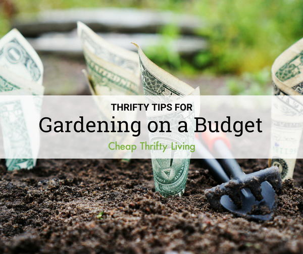8 Tips for Gardening on a Budget 8 Tips for Gardening on a Budget