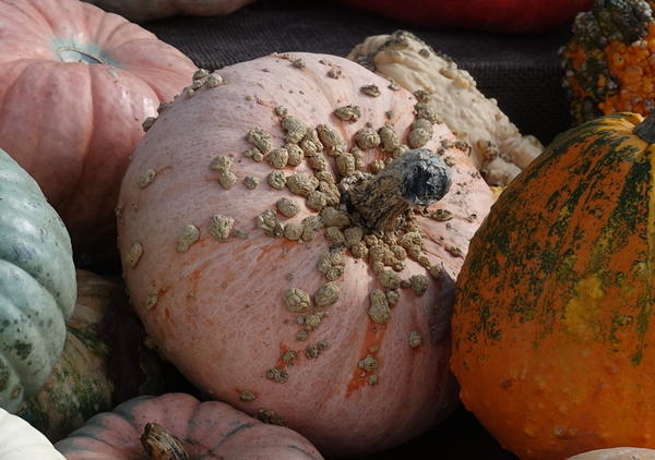 Peanut pumpkin