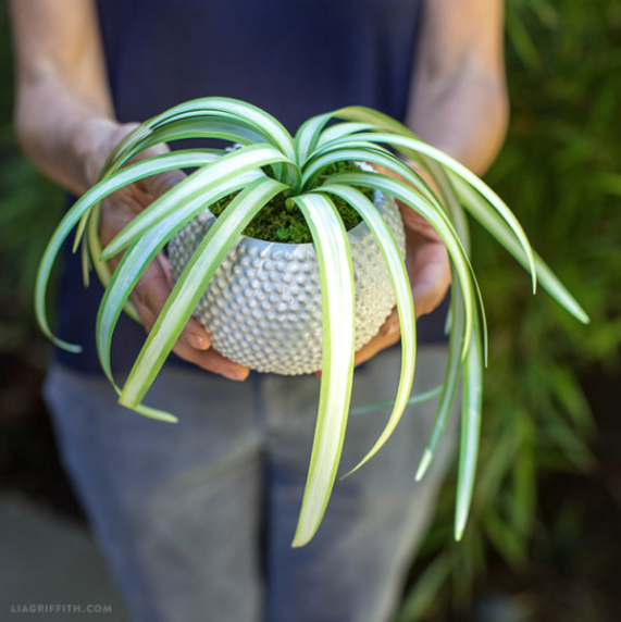 Paper Spider Plant Paper Spider Plant